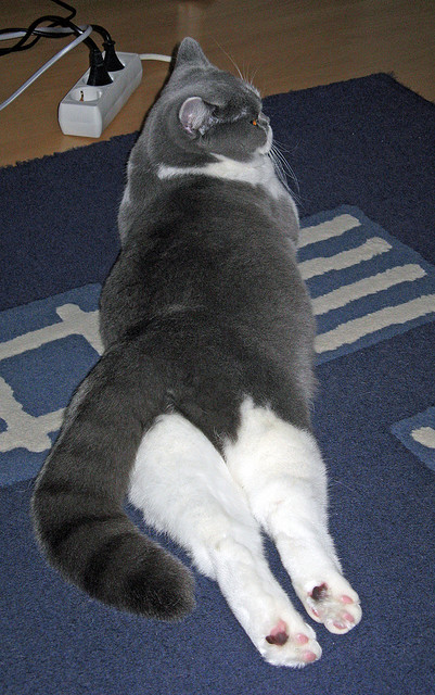 九游官网入口地址-本菲卡中场指挥若定，带动整场节奏，本菲卡是哪个国家的俱乐部