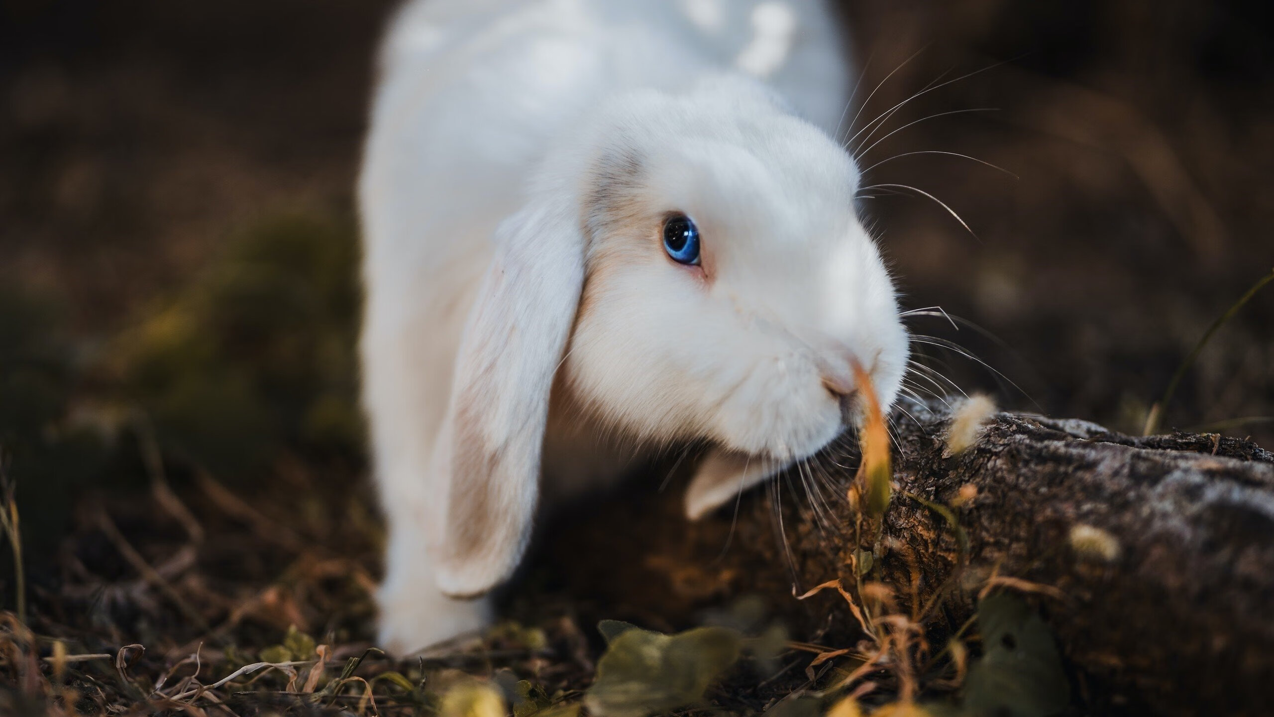 美国乒乓队的未来：如何借助科技提升训练效果，美国乒乓球队百度百科
