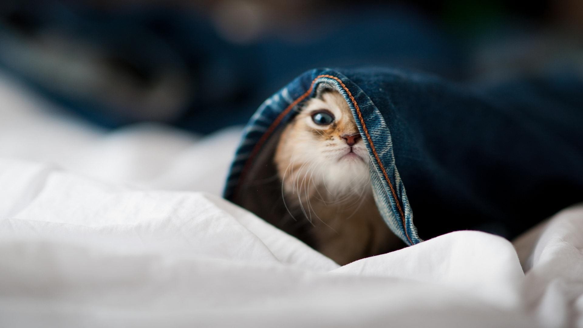 CBA新赛季外援政策调整助力本土球员成长空间,cba新赛季 外援