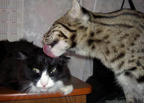 中国足球联赛裁判技术辅助系统全面上线，中国足协裁判规则