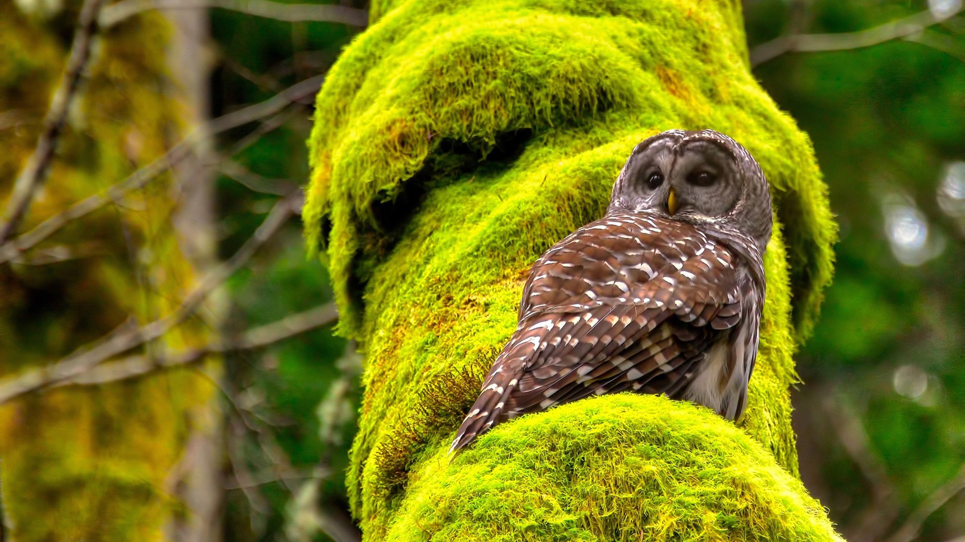 亚洲国家不断突破，冲击世界杯八强成为时代新趋势，世界杯2022亚洲预选赛八强