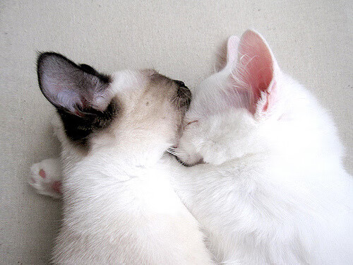 体育博览会展示最新科技成果，体育博览会展示最新科技成果有哪些